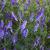 Vicia villosa