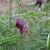 Vicia villosa