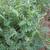 Vicia villosa