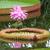 Victoria amazonica