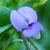 Bluish purple pea flower