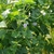Dense foliage of trifoliolate leaves and long beans.