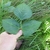 Hand cradling a trifoliolate leaf.