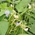 Flowers and long beans against the foliage of the plant.
