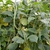 Vine bearing long beans and trifoliolate leaves