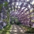 A long arching pergola with hanging clusters of flowers.