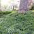 Vinca minor