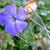 Vinca minor