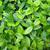 Vinca Minor