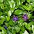 Vinca major