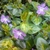 plant with golden yellow variegated leaves.