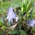 Vinca minor