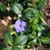 Vinca minor