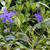 Vinca minor