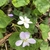 white violets
