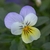 Violet and yellow multicolored flower