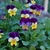 Purple and yellow multicolored flowers