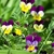 Purple and yellow multicolored flower