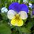 Viola tricolor flower.