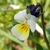 Viola Arvensis