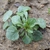 Viola arvensis