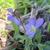 Back of flower showing shorter sepals