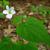 Viola canadensis