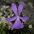 purple violet flower with two narrow upper petals.