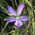 purple violet flower with two narrow upper petals.