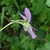 purple violet flower with narrow nectar spur.