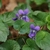Heart-shaped leaves & purple flowers.