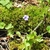 Heart-shaped leaves & purple flower on long scape.