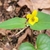 Yellow violet flower subtended by green, triangular leaves.