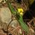 Viola Hastata