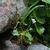 Viola macloskeyi