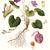 Botanical Illustration