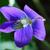 Viola papilionacea