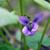 Viola papilionacea
