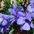 Viola pedata