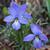 Viola pedata