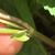 Stem