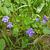Viola sororia