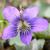 Viola sororia