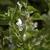 Viola striata