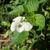 Viola striata