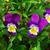 Viola tricolor