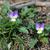Viola tricolor