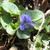 Viola walteri