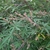 Terminal panicles of small capsules. Palmate leaves.