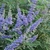 Terminal panicles of small, blue flowers.